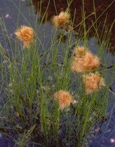 Goud wollegras (Eriophorum russeolum) - Vijverplant - 3 losse planten - Om zelf op te potten - Vijverplanten webshop