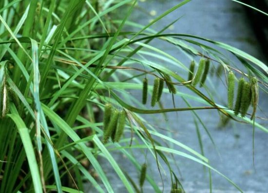 Hangende zegge (Carex pendula) - Vijverplant - 3 losse planten - Om zelf op te potten - Vijverplanten Webshop