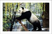 Walljar - Panda - Dieren poster