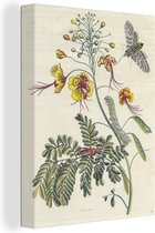 Tableau sur toile Dessin botanique chenille et abeille - 60x80 cm - Décoration murale
