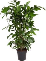 Kamerplant van Botanicly – Zachte Vinnetjespalm – Hoogte: 130 cm – Caryota mitis