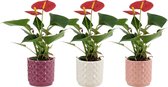 Bloemen van Botanicly – 3 × Flamingoplant – Hoogte: 25 cm – Anthurium