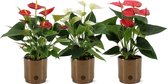 Bloemen van Botanicly – 3 × Flamingoplant – Hoogte: 30 cm – Anthurium