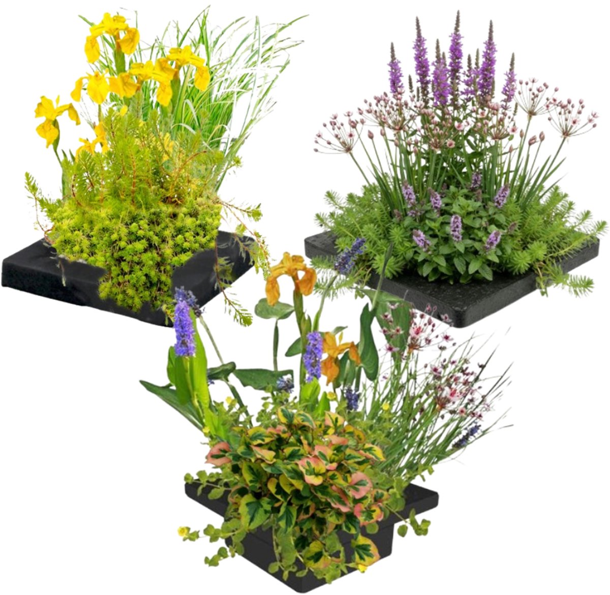 vdvelde.com - Vijver planteneiland set 3-delig - Compleetsysteem met 12 waterplanten - Drijvend filtereiland tegen algen & muggen - Reinigt water natuurlijk zonder chemicaliën