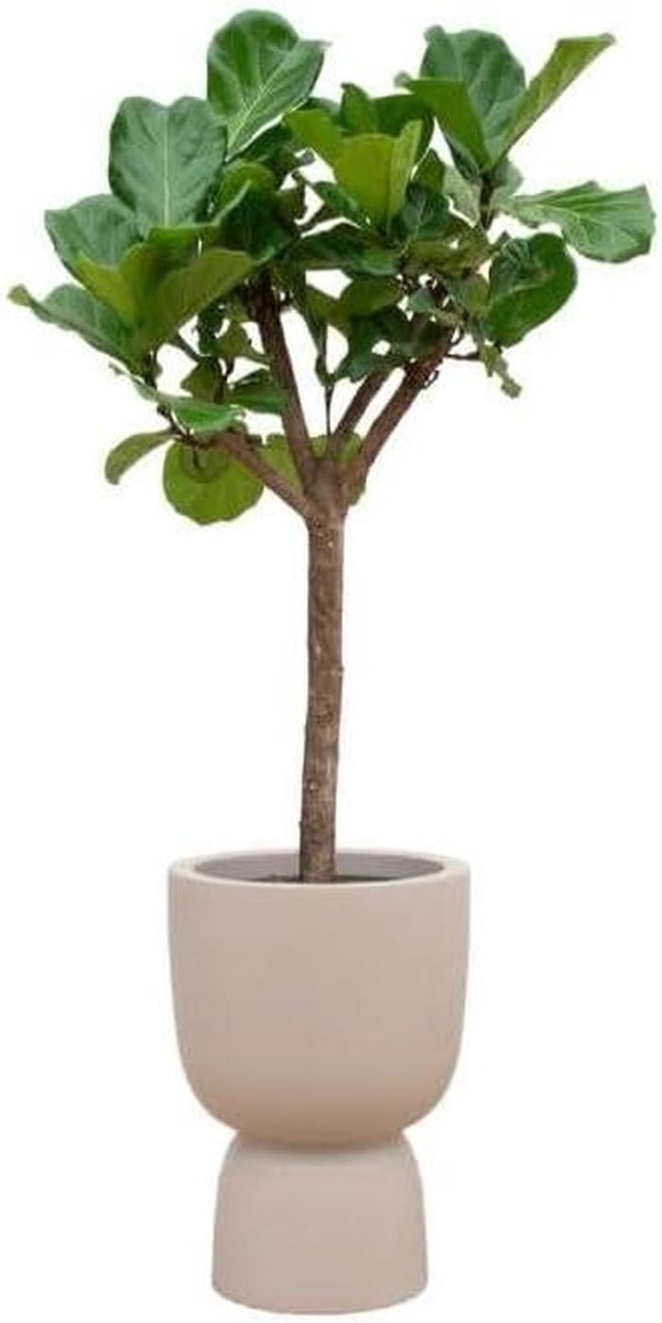 Ficus Lyrata boom - Vioolbladplant - Interieur verfraaien - Luchtzuiverend - 210 cm - Zwart