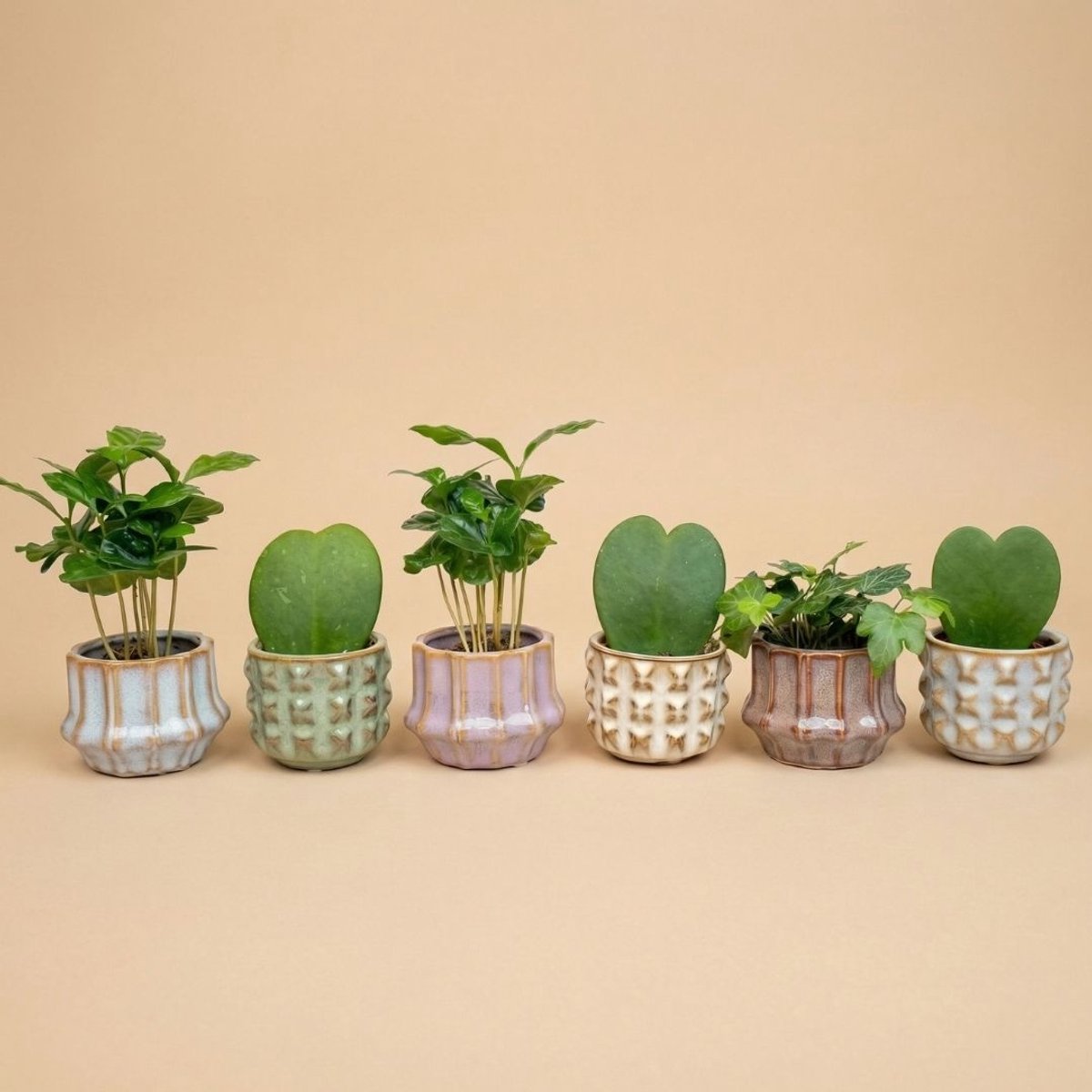Plant set van 6 met pot set San Juan - plant mix - Ø 6 cm
