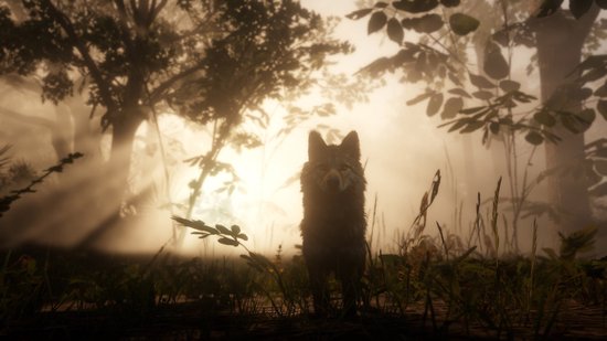 Een wolf staat in een woud met zonlicht dat door de bomen valt.