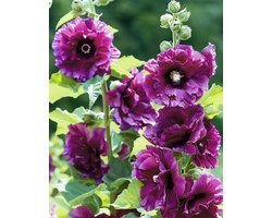 5 sets - Stokroos Zaden Chater's Deep Purple Alcea Rosea Tweejarig