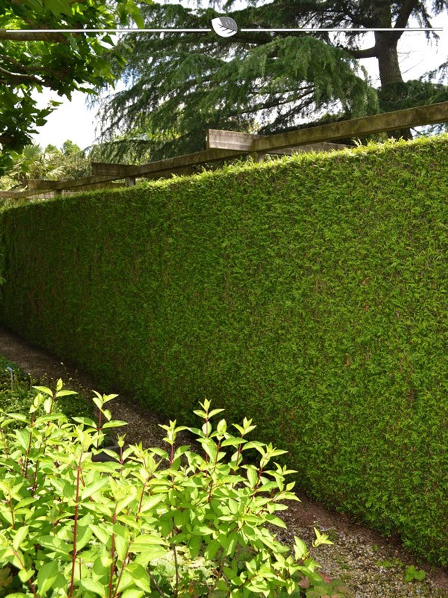 Levensboom Thuja plicata Martin 140-160 cm, 18x Haagplant