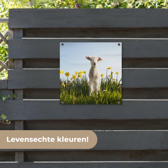 Posters de Posters de jardin Agneau parmi les fleurs jaunes - 50x50 cm