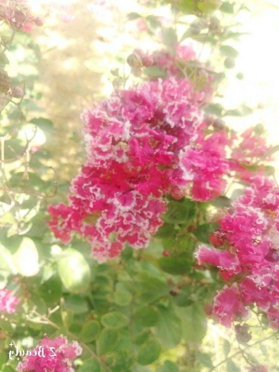 SEMI DI GERMINAZIONE: 4 Lagerstroemia rosa «lampone Sundae» Kreppmyrte Baum Stecklinge unbewurzelte