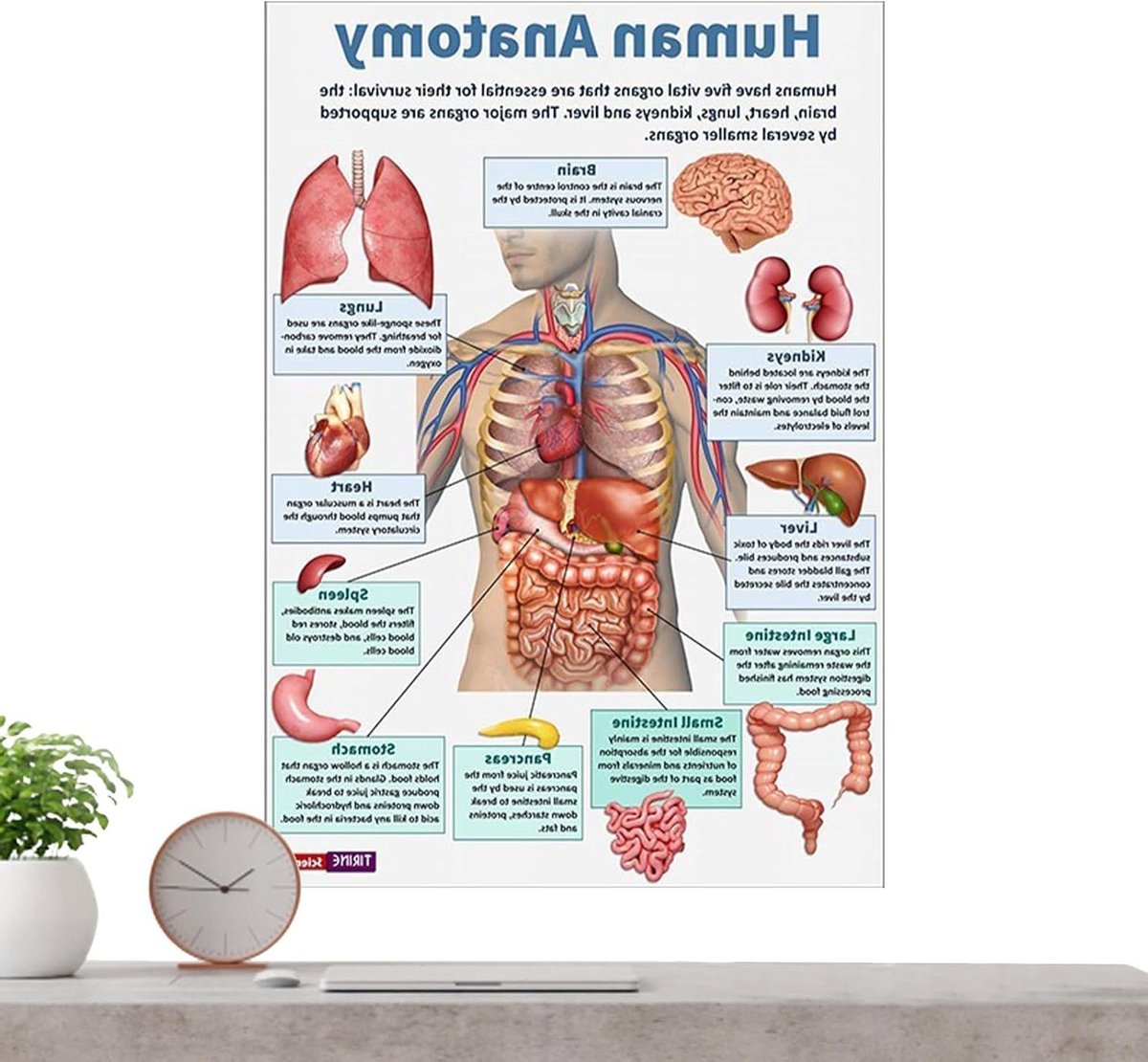 Anatomie Posters - Skelet Diagrammen - Educatief Leren - 16 Gedetailleerde Vellen - 26 x 20.8 cm - Meerdere Kleuren