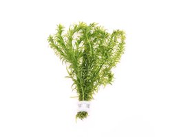 Moerings Elodea densa | Waterpest | In Bosje