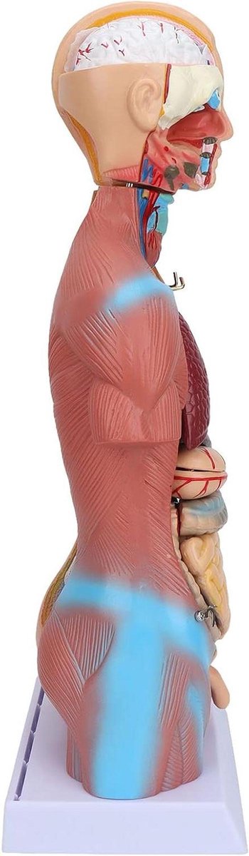 Anatomie Model - Menselijk Lichaam - Educatief Leren - Afneembare Organen - 45 cm Hoog - Meerdere Kleuren