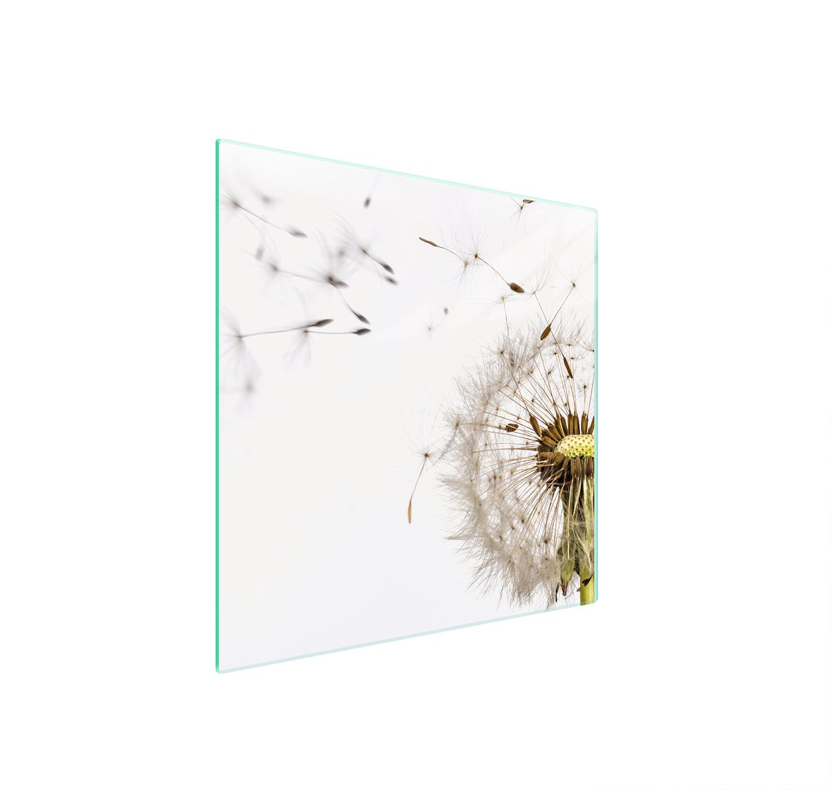 TMK ArtDeko - Beschermende Glazen Plaat - 50x52 cm - Bloem