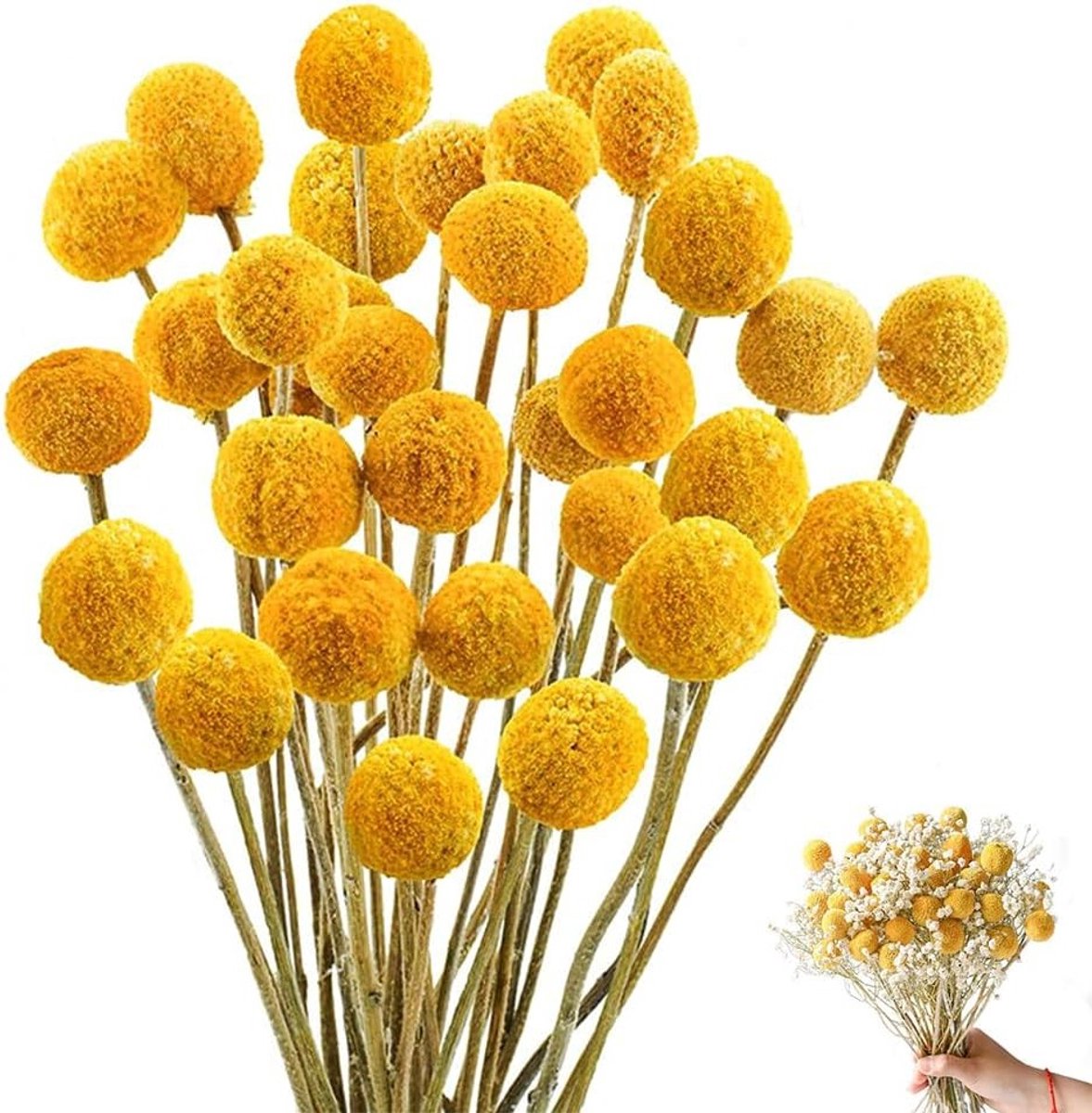 43 cm Gele Billy Balls Gedroogde Bloemen, 36 Stuks, Craspedia Globes voor DIY Bloemstukken, Bruiloft Decoratie, Thuis Versiering, Hoge Vaas