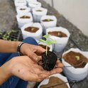 Handen houden een jonge zaailing met kluit en wortels. Op de achtergrond staan meer planten in witte zakken.