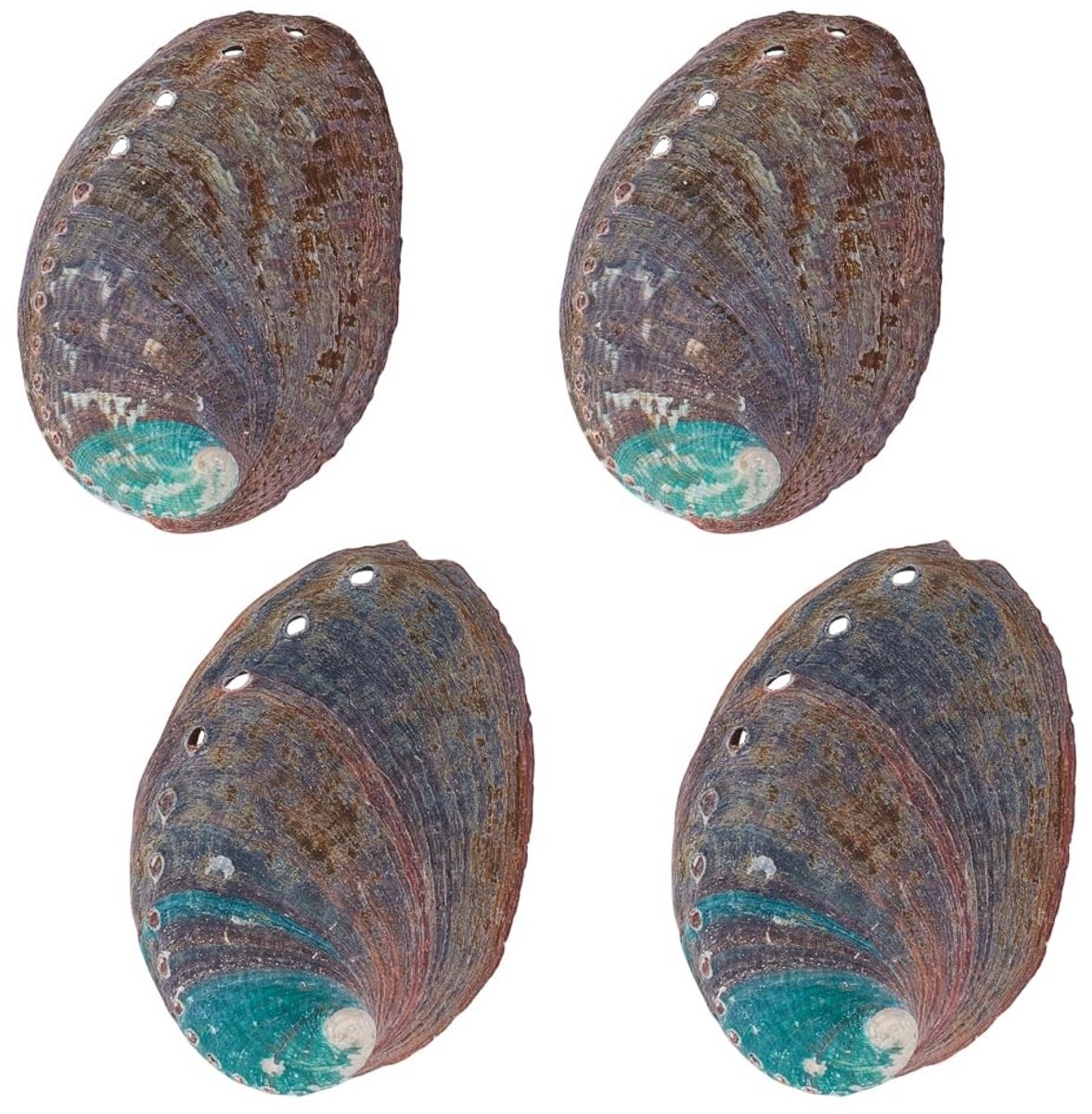 Dailygoods- Abalone Schelp Set van 4 - Natuurlijke Schelpen 3,5 Inch - Smudge Bowl - Meubeldecoratie - Shell Art Crafts - Iriserende Kleuren