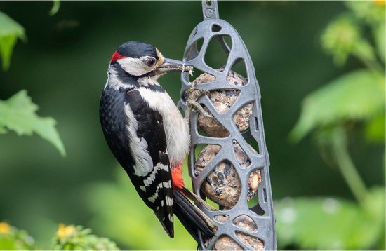 Een grote bonte specht met voedsel in de bek, zittend op een grijze, opengewerkte vogelvoederhouder.