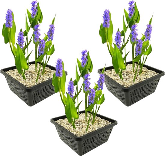 vdvelde.com - Snoekkruid - 12 stuks - 3 Vijvermanden - Pontedera Cordata Moerashyacint - Waterplant - Volgroeide hoogte: 80 cm - Plaatsing: -1 tot -20 cm