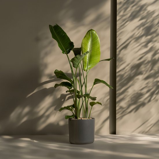 Plant in a Box - Strelitzia Nicolai - In zeegras man Plant in a Box - Strelitzia Nicolai - In zeegras man
