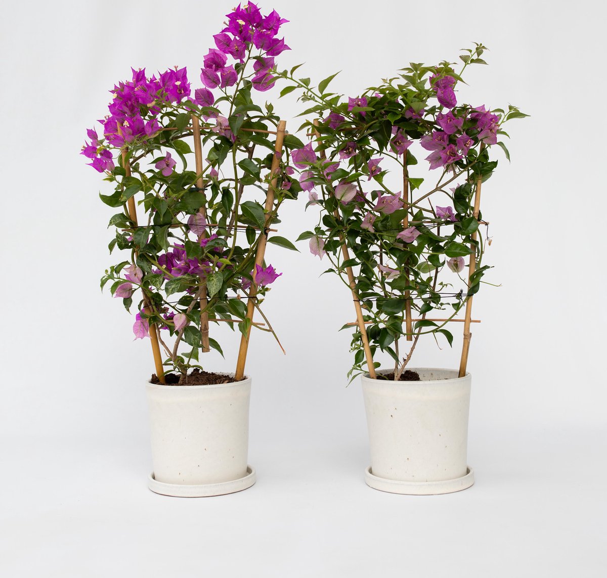 Bougainvillea Kunstplant - 150cm hoog – Life Deco