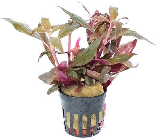 AQUAlook Alternanthera Rosaefolia | Feuille de perroquet rouge | en pot de 5 cm