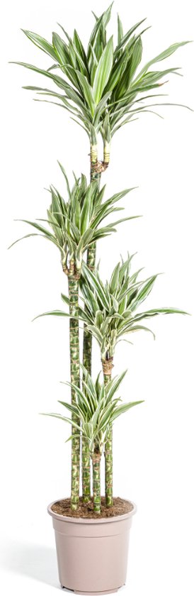 Goudpalm, Drakenbloedboom, Tropische, Groene Kamerplant, Groen Blad met Witte Streep, Dracaena Deremensis White Stripe Ø27cm - 180cm