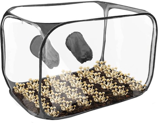 Aazon.co : ushroo onotub Kit Hoe ushroo Grow Kit ushroo Tent