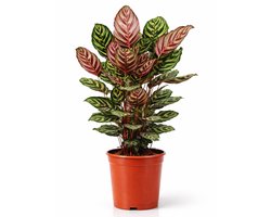 Calathea Makoyana - 75 - 95cm Hoog - Pauwenplant - Luchtzuiverend - Gemakkelijk Onderhouden - Pot 21cm