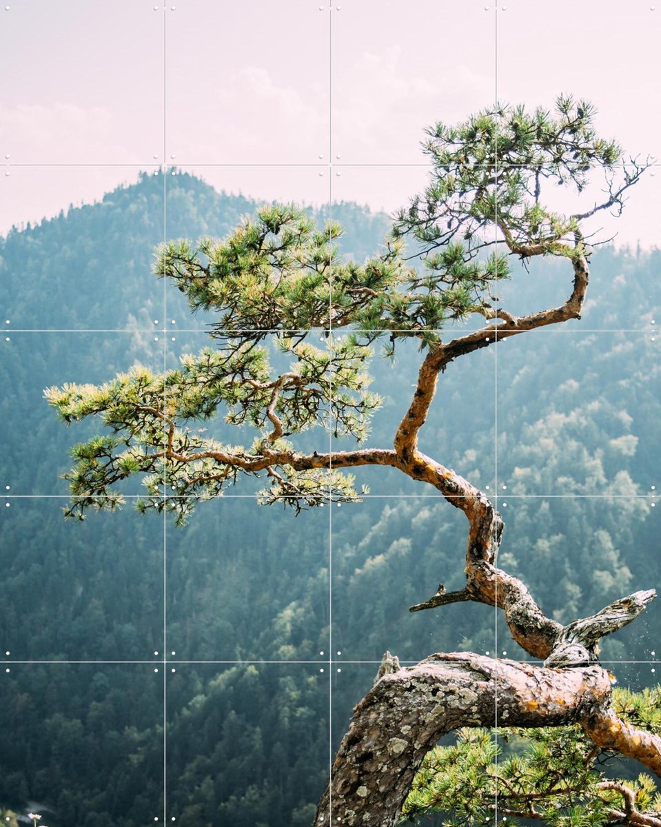 IXXI Sokolica Pine Tree, Pati Photography - 80 x 100 cm - Gratis ophangtool - Grote wanddecoratie en posters - Naturalisme, Fotografie, Woonkamer