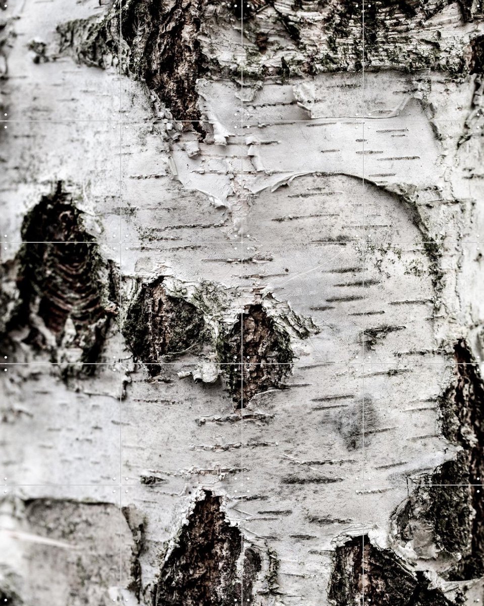 IXXI Birch Tree 2, Mareike Böhmer - 80 x 100 cm - Gratis ophangtool - Grote wanddecoratie en posters - Fotografie, Naturalisme, Woonkamer, Slaapkamer