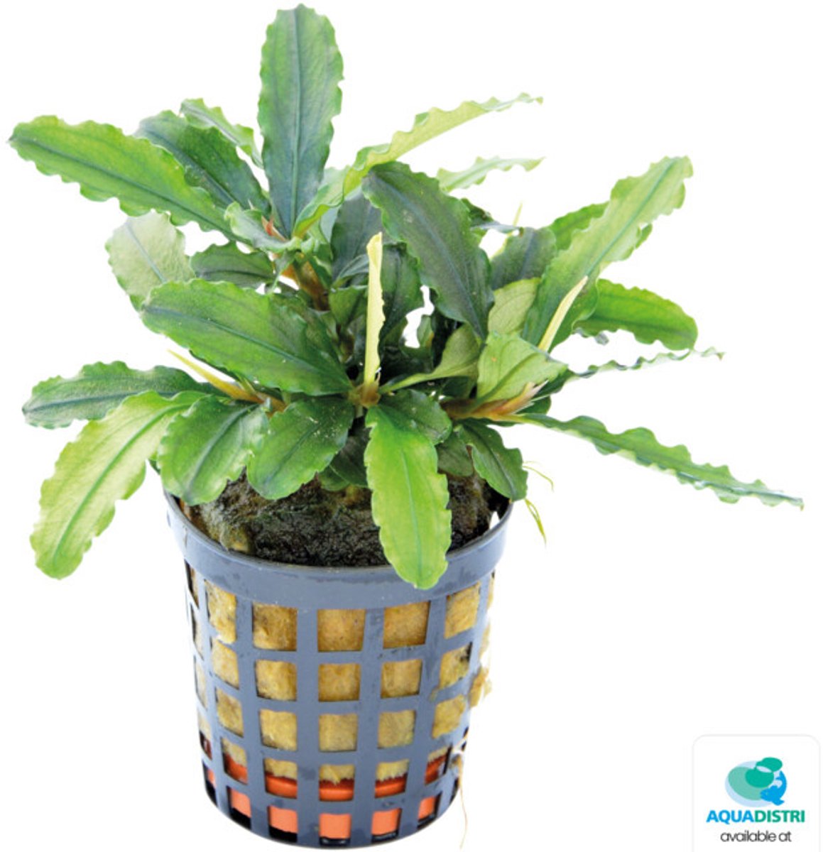 Easy Grow Bucephalandra Theia Green | In vitro cup