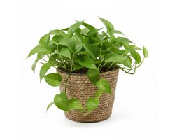 VD Leeden Planten of bloemen mand - rond - zeegras gevlochten - D25 x H22 cm - plantenmand - bloempot - bloemenmand