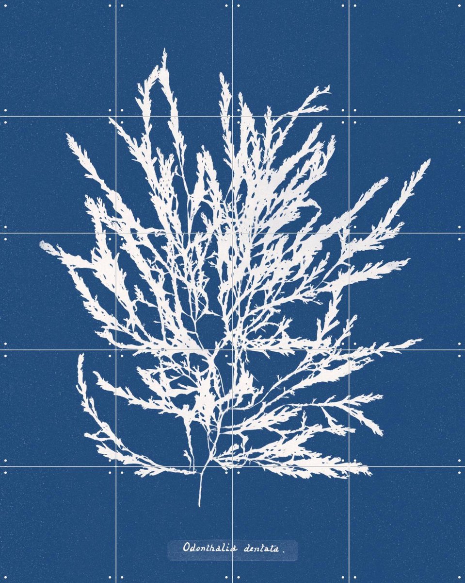 IXXI Odonthalia Dentata - Fern, Aster Edition - 80 x 100 cm - Gratis ophangtool - Grote wanddecoratie en posters - Kleurrijk, Illustraties, Botanisch