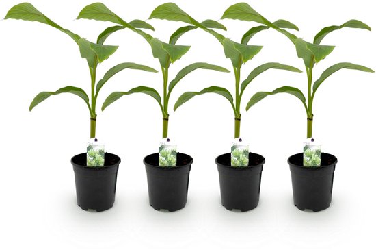 Vier jonge bananenplanten in zwarte potten met plantenlabels, op een witte achtergrond.