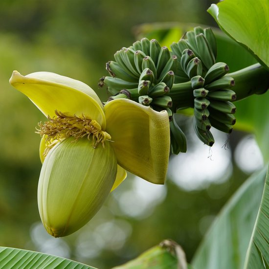 Gedetailleerde close-up van een gele bananenbloem met een tros kleine groene bananen ernaast.