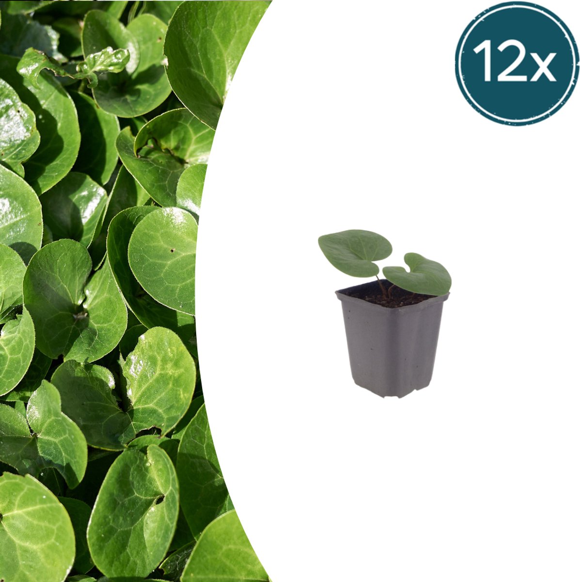 Tuinplantenshop.com | Asarum europaeum | 12 stuks - Ø9cm - 10-25cm hoog - Tuinplant