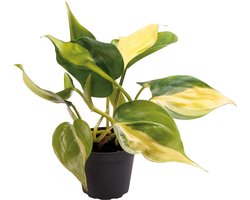 Philodendron Scandens Brazil - Terrariumplant