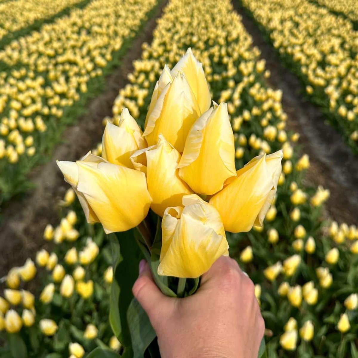 Tulpenbollen Sweetheart - 30 bloembollen - bolmaat 12+ - geel/wit, voorjaarsbloeier, winterhard - direct van de kweker - Flowerbulbs Amsterdam