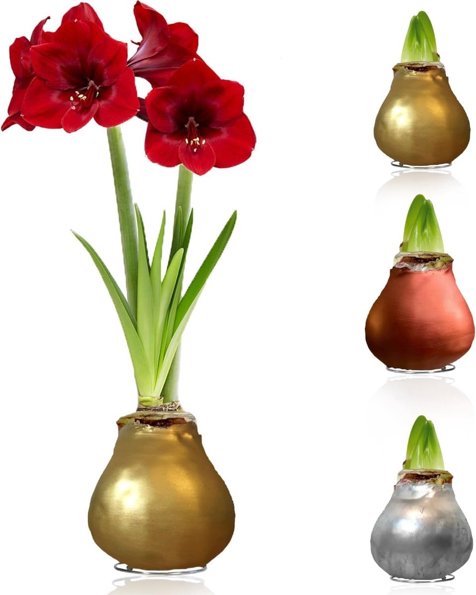 Amaryllis Bollen in Wax - Bloembollen - 3 stuks - Meerkleurig - Bloem bollen - No Water Flower