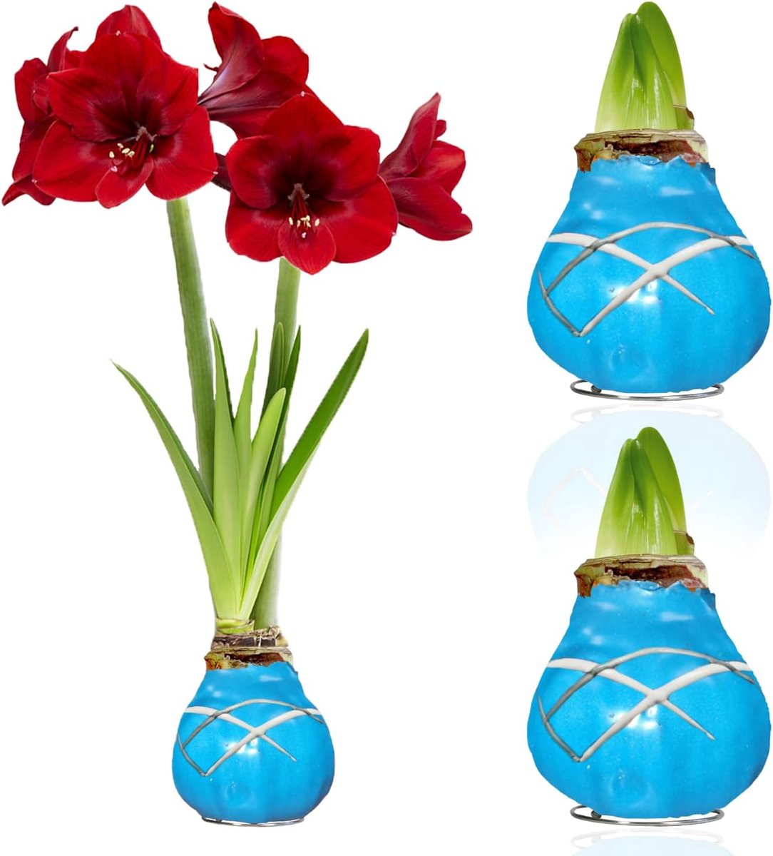 Amaryllis Bollen in Wax - Striped Blue - Bloembollen - 2 stuks - Meerkleurig - Bloem bollen - No Water Flower