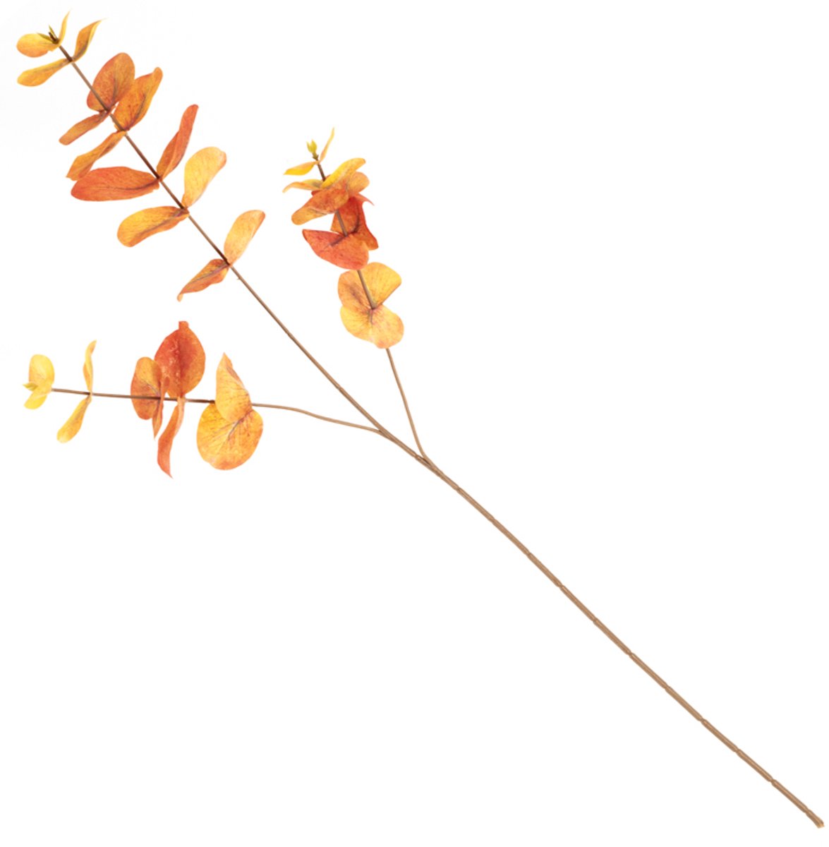 homebound by ky Eucalyptus tak oranje | Eucalyptus | Eucalyptus tak | kunsttak