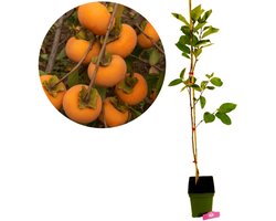 Diospyros kaki 'Fau Fau', sharonfruit, 5 liter pot, Hoogte 90cm