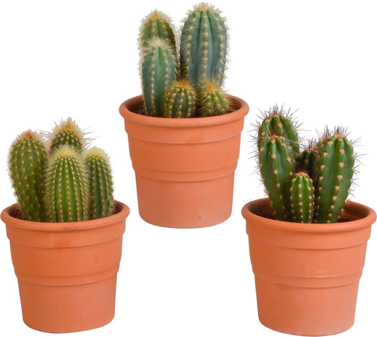 Cereus mix 10.5 cm in terracotta pot | 3 stuks