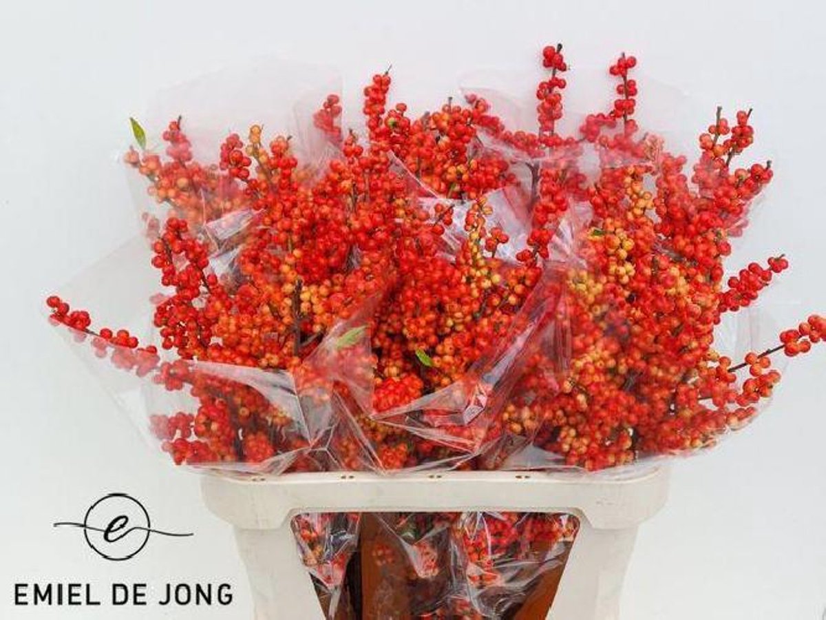 5x Ilex oudijk's oranje 80cm