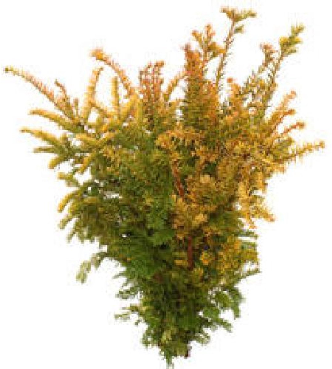 5x Ko taxus bacc.orange glow 50cm