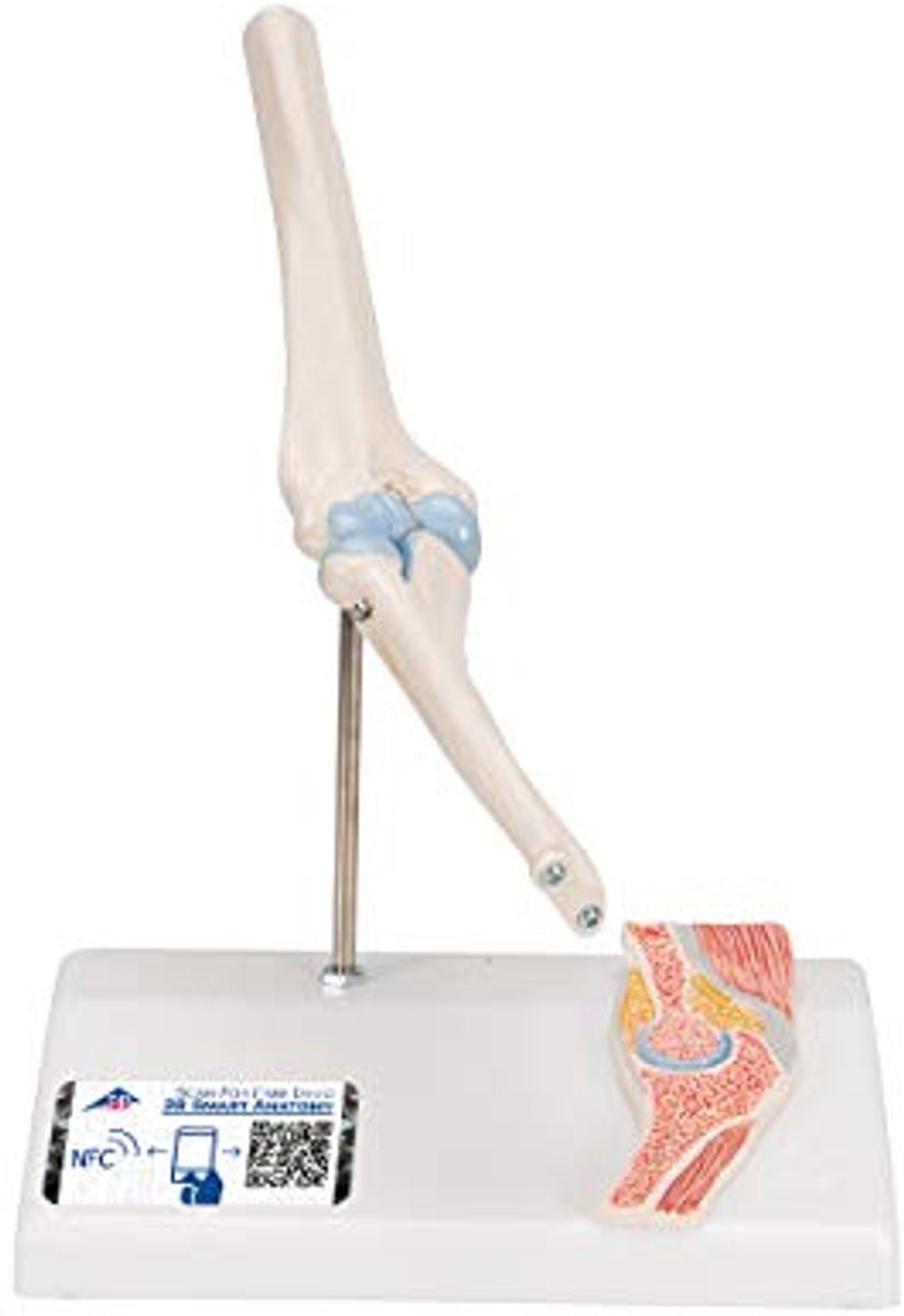 Mini Ellebooggewricht Model met Anatomiesoftware - Innovatieve Anatomie Leren