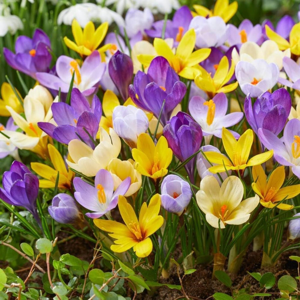 Krokussen Bloembollen Winterhard - Crocus - Botanische Budget Mix - 100 stuks - Meerkleurig - Bloem bollen - Meerjarig Mix