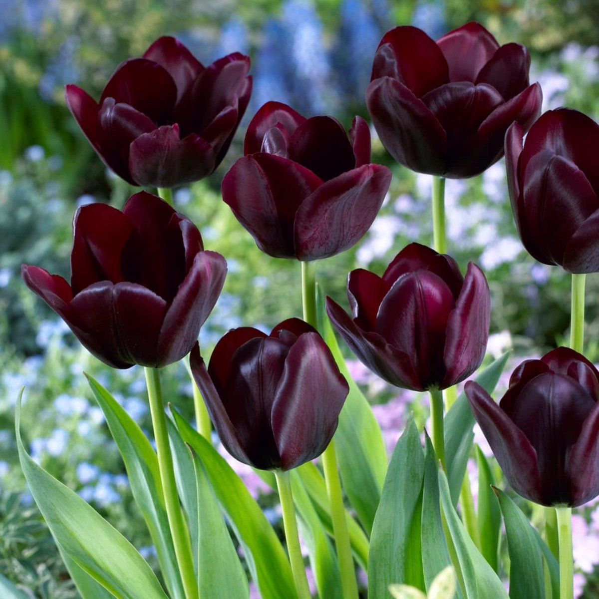 Tulpen Bloembollen Winterhard - Single Black Passion - 25 stuks - Zwart - Bloem Bollen Mix - Tulpenbollen Meerjarig